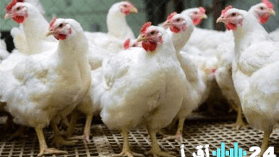 «قبل أيام من الشهر الكريم» بورصة الدواجن والبيض ترسم ملامح أسعار الجمعة 13 فبراير 2026 بالأسواق المحلية