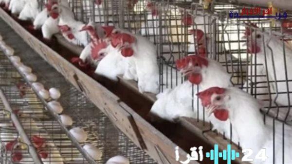 سعر الدواجن في مصر اليوم 23 فبراير 2026 وتفاصيل أحدث الأسعار