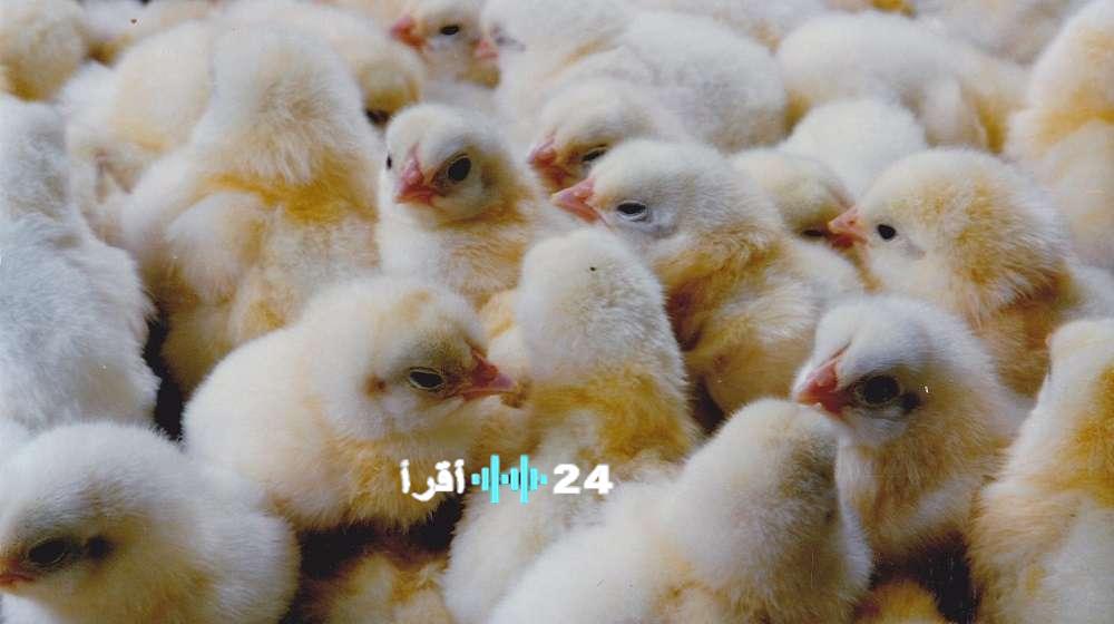 ارتفاع سعر الكتكوت من 14 إلى 30 جنيها