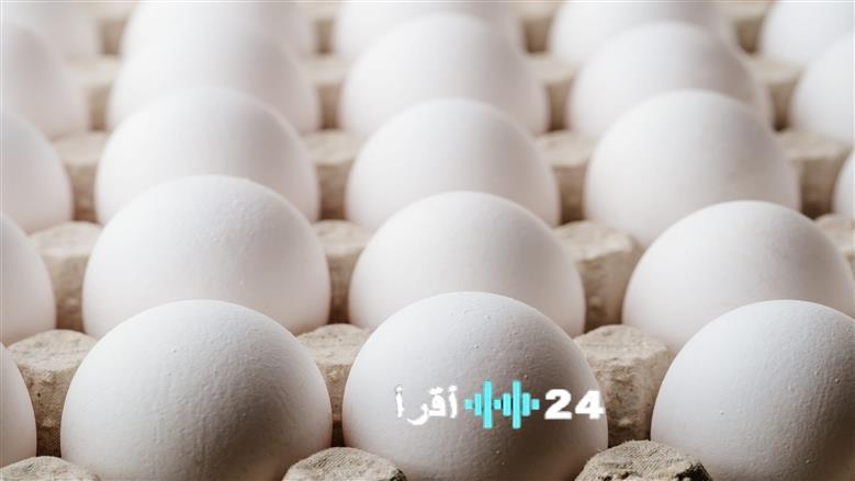 تحديث أسعار كرتونة البيض في بورصة الدواجن للمستهلك اليوم الثلاثاء