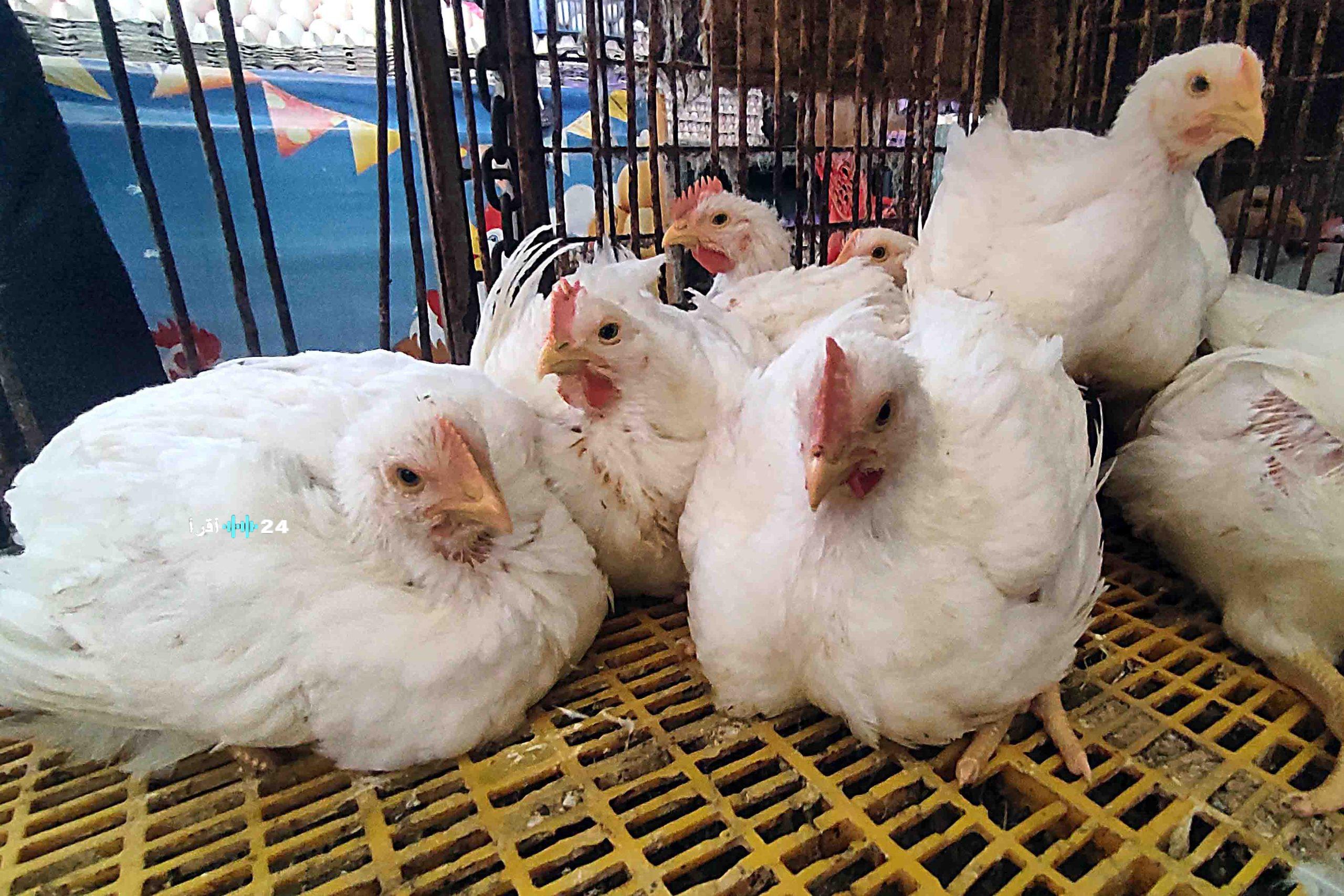 أسعار الدواجن والبيض تشهد زيادة ملحوظة اليوم الإثنين