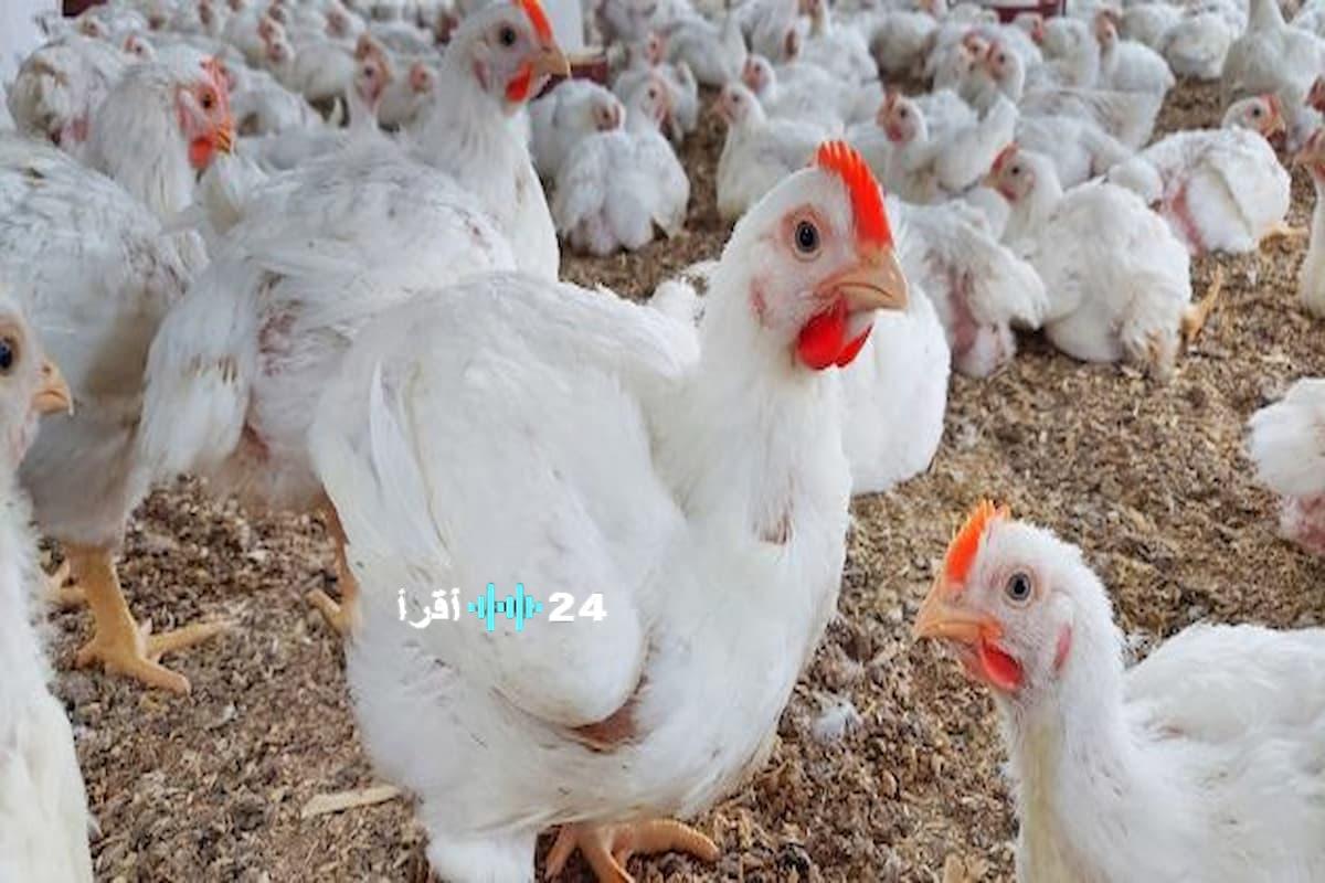«تحديث عاجل» ارتفاع مؤثر بأسعار الفراخ البيضاء والكتاكيت يشغل بال المستهلكين والتجار السبت 7 فبراير 2026