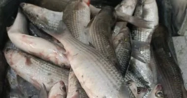 أسعار الأسماك المتنوعة في أسواق دمياط لتعاملات الجمعة 13 فبراير