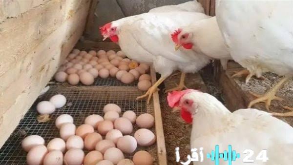 «المستهلك في مواجهة» موجة غلاء جديدة تطال الدواجن والبيض في تعاملات الخميس