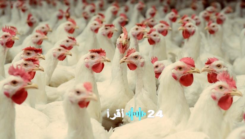 أسعار الدواجن والبيض تسجل ارتفاعًا ملحوظًا اليوم الأربعاء