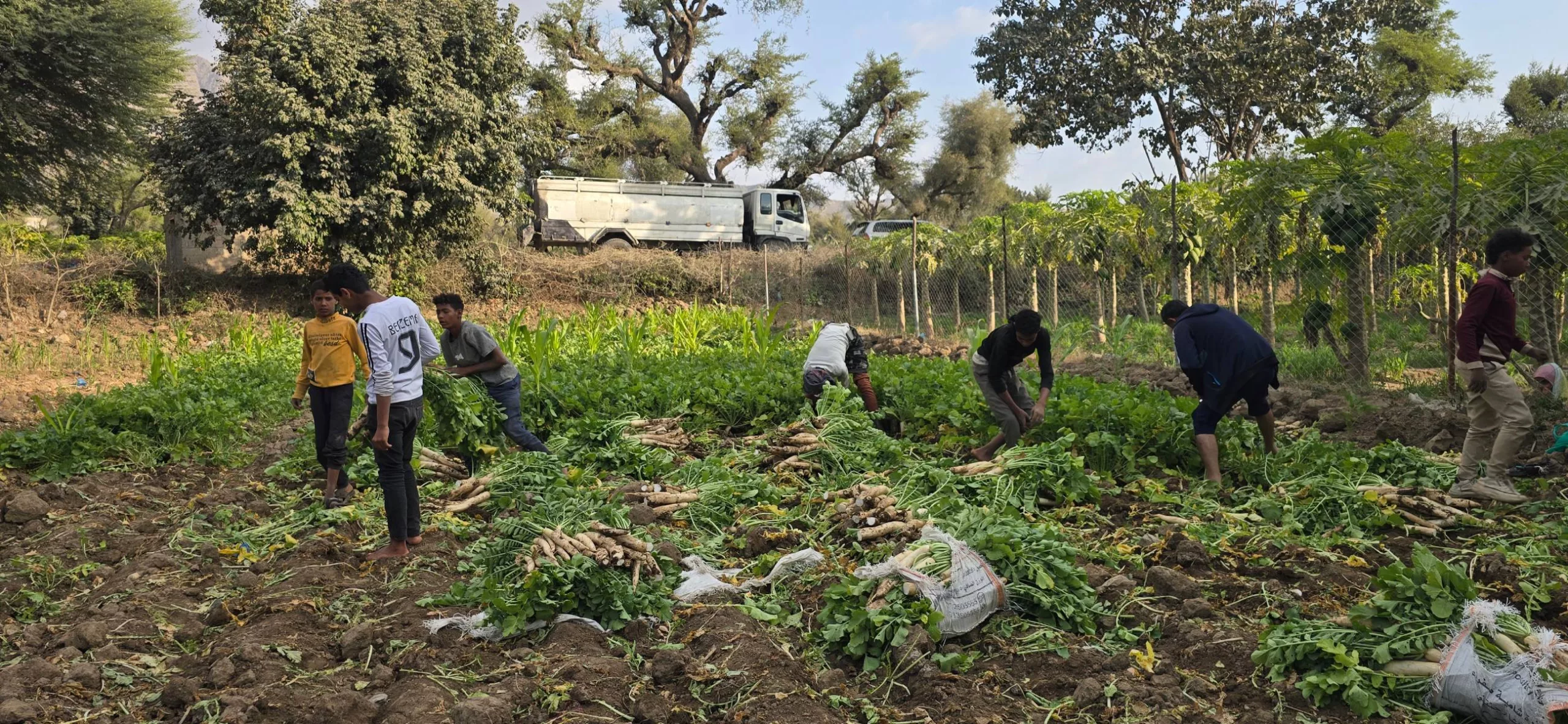 المحاصيل الزراعية وتأمين الغذاء الصحي