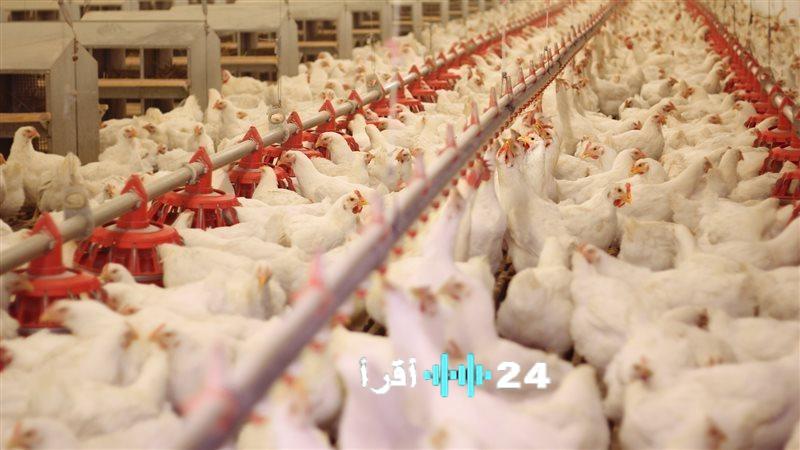 هل سيتحقق استقرار أسعار الدواجن قبل قدوم شهر رمضان؟