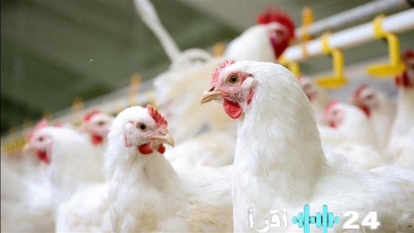 أسعار الدواجن في نهاية تعاملات الثلاثاء 17 مارس 2026