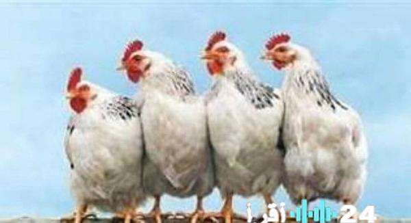 أسعار الفراخ في مصر اليوم السبت 14 مارس 2026 تواصل مفاجآتها في بورصة الدواجن مع تحديثات أسعار الفراخ البيضاء والبلدي للمستهلك