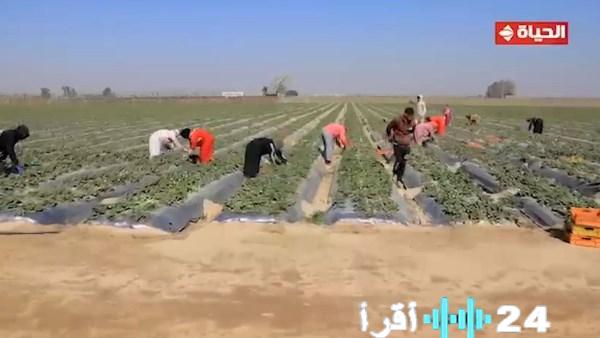 الحاج عثمان يتحول من تربية الدواجن إلى استصلاح وزراعة الصحراء ويصبح من كبار مُصدِّري العنب والفراولة