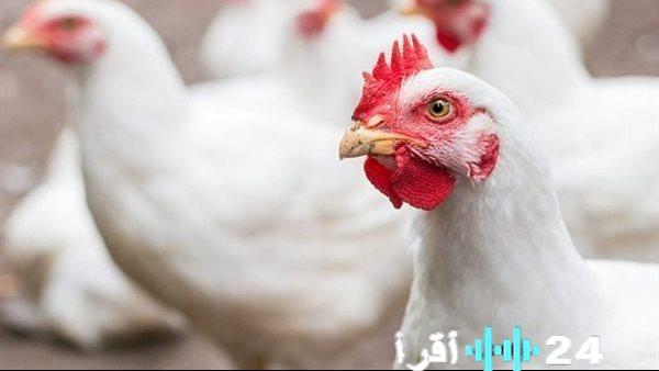 سعر الفراخ في أسواق وبورصة الدواجن بتاريخ 4 مارس 2026