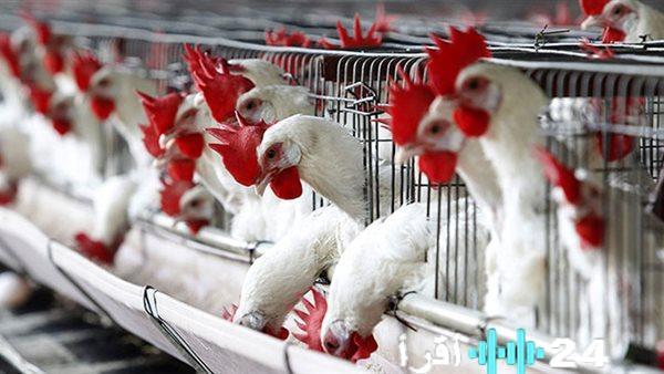 «المائدة المصرية تحت الضغط» صعود مفاجئ بستة جنيهات يربك حسابات المستهلكين لسعر الفراخ البيضاء والبلدي بالسوق المصري