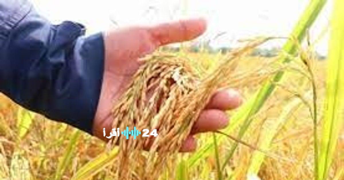 «انخفاض طفيف في أسعار الأرز الطازج مع استقرار الأسعار في سوق التصدير»