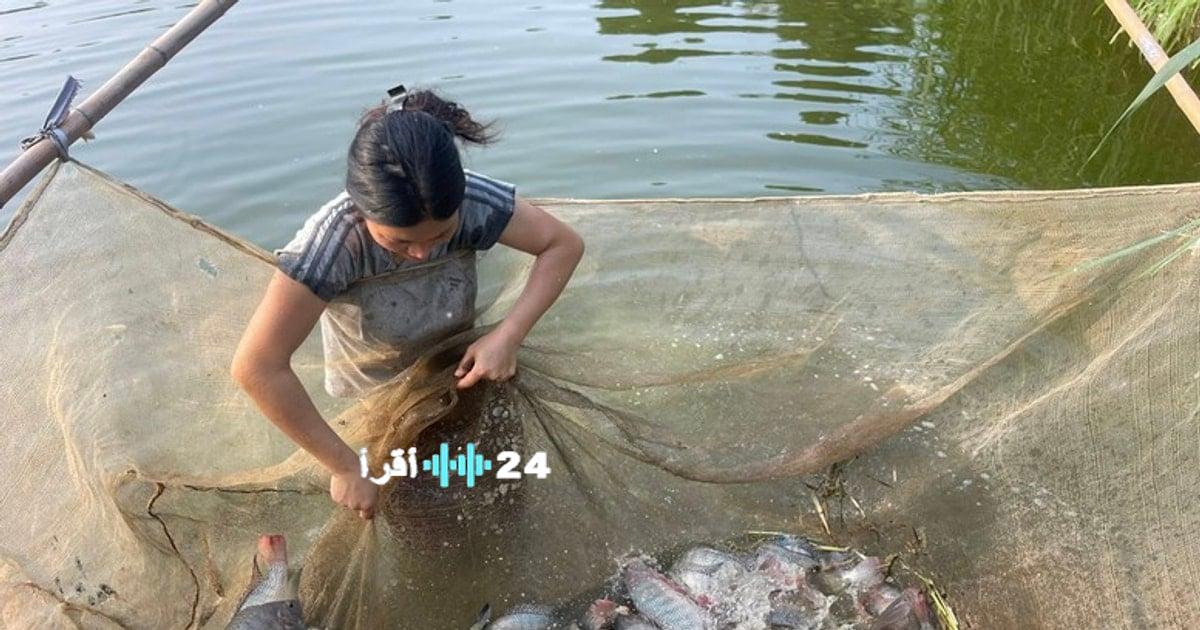 ارتفاع صادرات فيتنام من سمك البلطي بنسبة 334 في يناير 2026 لتسجل 15 مليون دولار