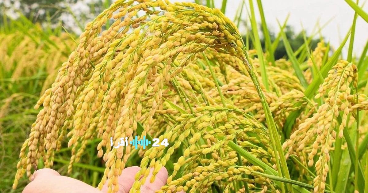 «أسعار الأرز تتغير في السوق الفيتنامية» انخفاض سعر الأرز الطازج بمقدار 100 دونغ فيتنامي/كجم مع استقرار سعر أرز التصدير