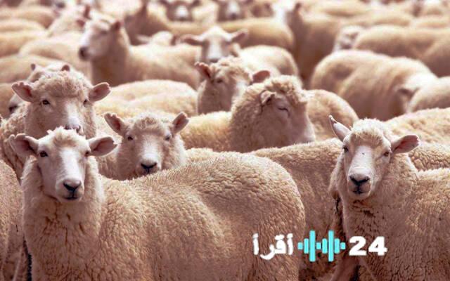 عُمان تعزز وارداتها من الماشية لتأمين احتياجات اللحوم قبيل عيد الفطر