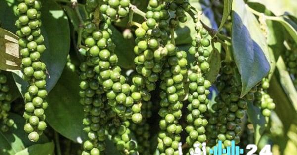 «أسعار الفلفل اليوم ترتفع بشكل ملحوظ، 14 مارس 2026»