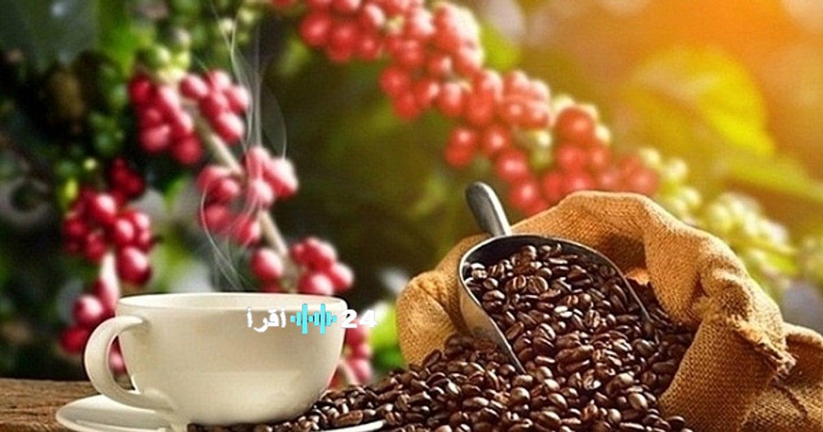 سعر بن روبوستا يسجل تراجعًا ملحوظًا بقيمة 170 دولارًا للطن، ليصل إلى أدنى مستوى له في 7 أشهر