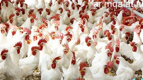 أسعار الدواجن في أسواق ومحلات الأقصر اليوم الأحد 15 مارس 2026