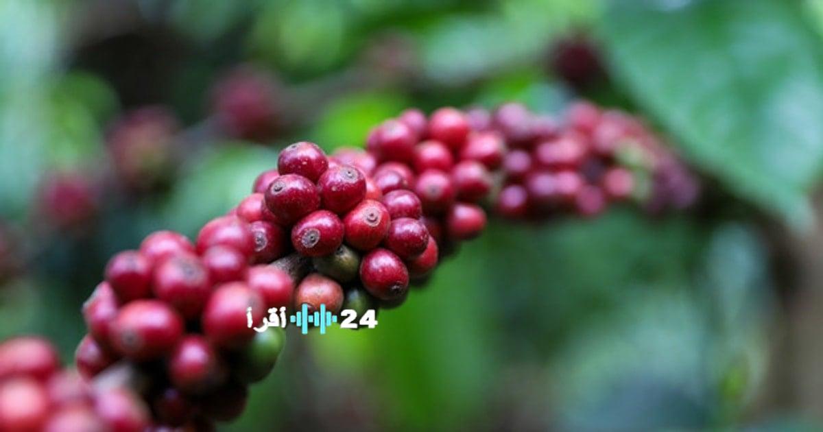 «تعافي السوق يدفع سعر الأرز إلى 90,700 دونغ فيتنامي لكل كيلوغرام»