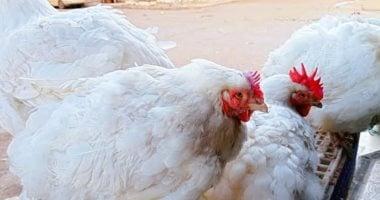 «أسعار الفراخ البيضاء اليوم في مصر: قفزة مرتقبة أم هدوء مؤقت؟ تحليل يوم السبت 7 مارس 2026 في بورصة الدواجن»