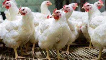 أسعار الدواجن في المزرعة اليوم الأحد 1 مارس 2026 وتفاصيل سعر البانية
