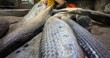 أسعار الأسماك في أسواق بورسعيد تقترب من 300 جنيه خلال اليوم الأحد