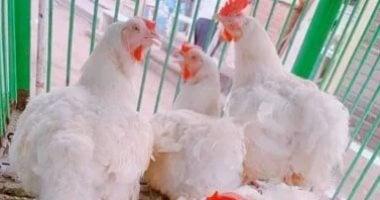 أسعار الدواجن والبيض تسجل تراجعًا ملحوظًا بفعل زيادة المعروض