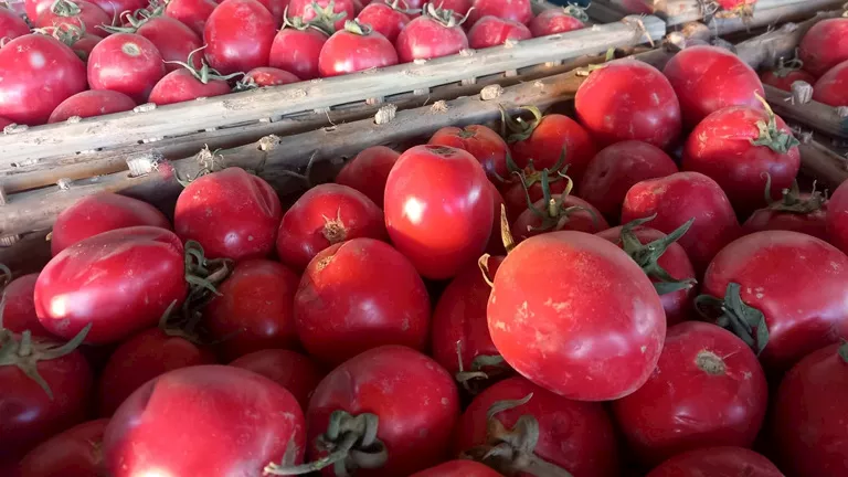 نقيب الفلاحين يؤكد عزوف مزارعي الطماطم عن الزراعة نتيجة خسائر العروة السابقة