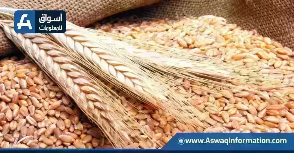 أسعار القمح تشهد تباينًا اليوم الأحد عند التجار والطن الروسي يتصدر القائمة