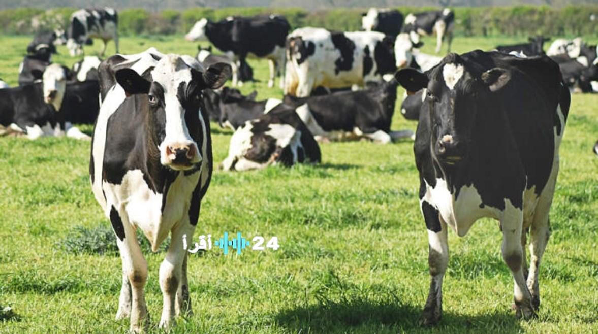 مرارة البقر أغلى من الذهب تكشف عن أسرار غامضة