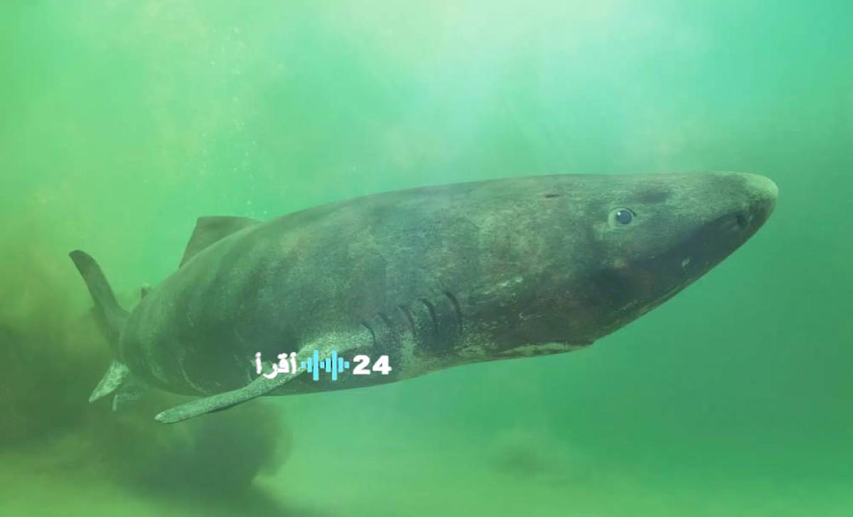 قرش عمره 392 عاماً يثير الجدل في البحار ويثير اهتمام العلماء