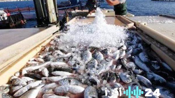 ارتفاع أسعار الجمبري وارتفاع سعر البلطي في السوق اليوم