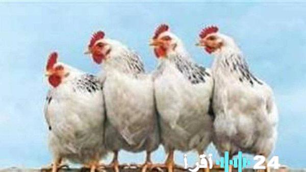 أسعار الدواجن والبانيه ليوم الثلاثاء 3 مارس 2026