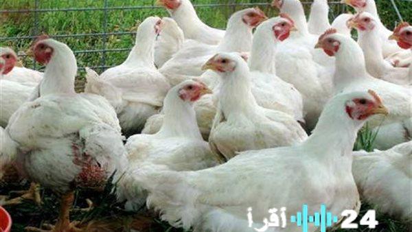أسعار الدواجن ترتفع في الأسواق مع تسجيل البلدي أعلى زيادة الأربعاء 11 مارس 2026