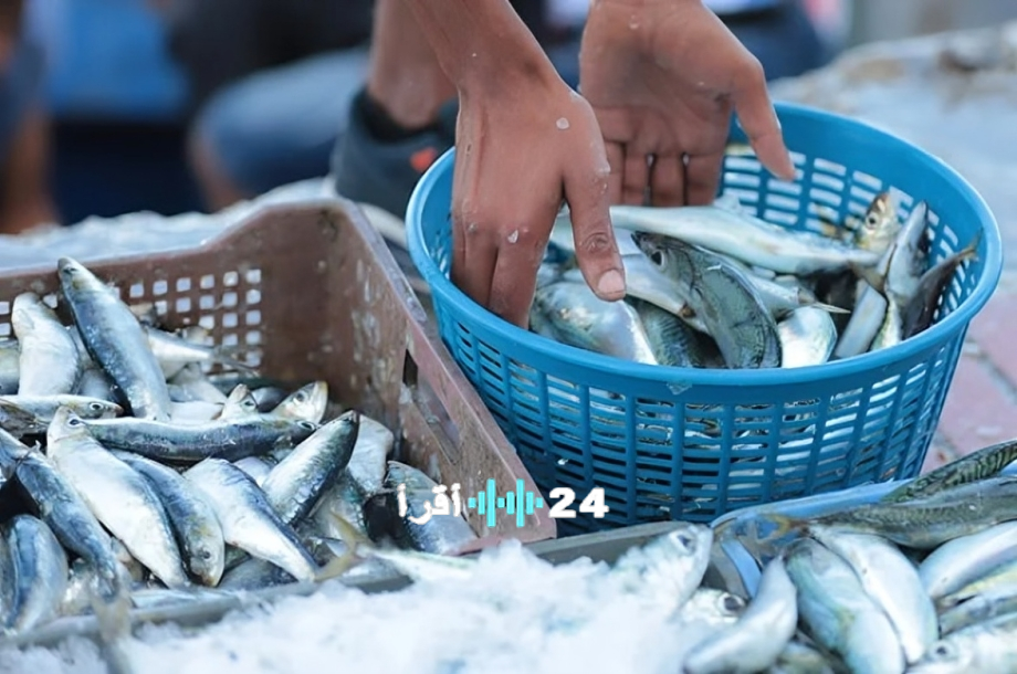 إقبال واسع على الأسماك المجمدة ودعوات لتوسيع المبادرة لتشمل اللحوم والدواجن