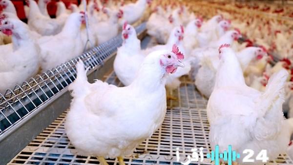 «تعرف على أحدث أسعار الدواجن والبانيه في البورصة والأسواق اليوم السبت»