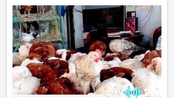 أسعار الدواجن في أسوان ليوم الأحد 15 مارس 2026