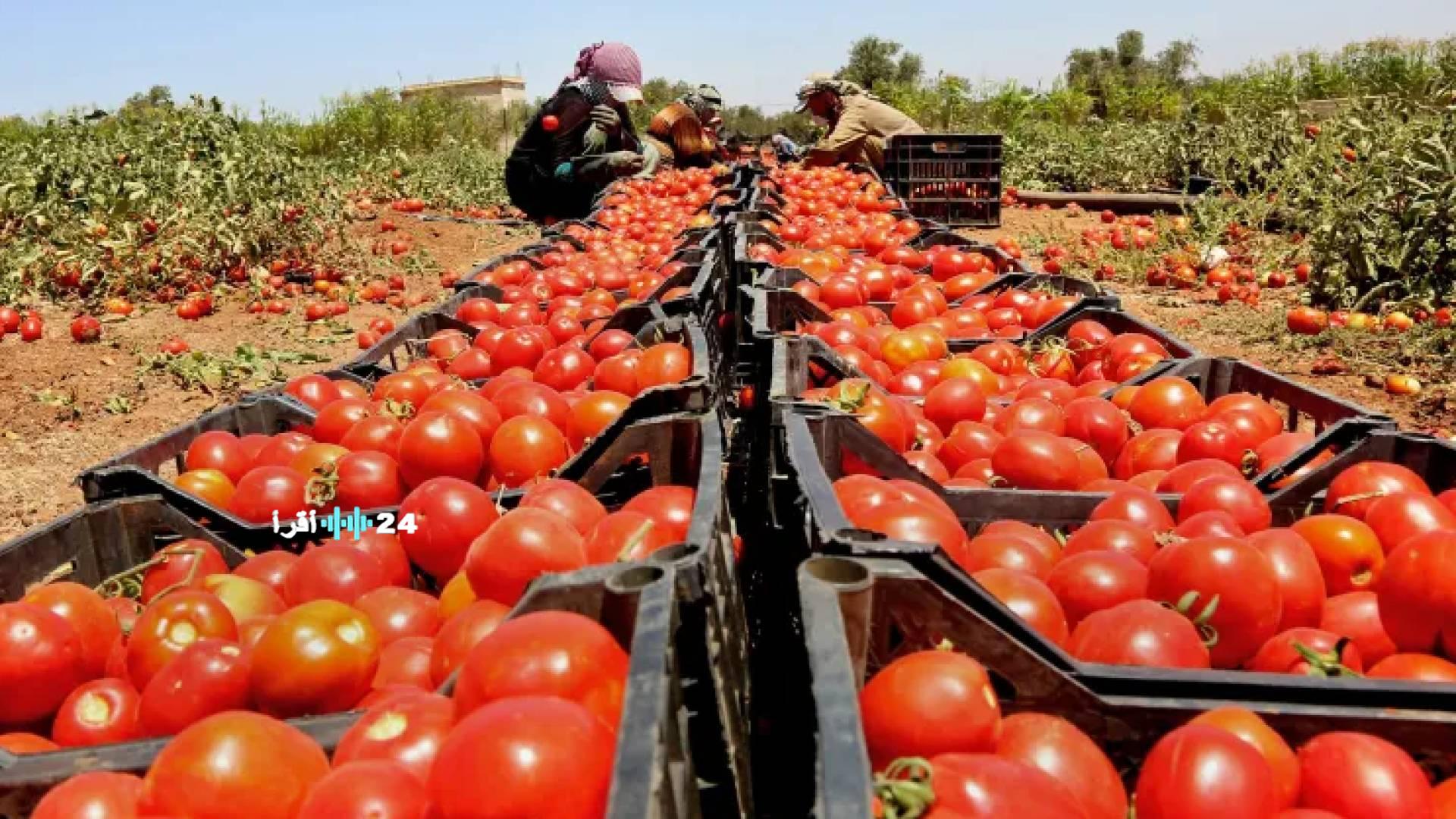 بندورة رمضان تواجه ارتفاع الأسعار: الكيلو يتجاوز الدينار في أسواق عمان