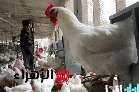 استقرار حذر لأسعار الدواجن في مصر مع متابعة حركة السوق