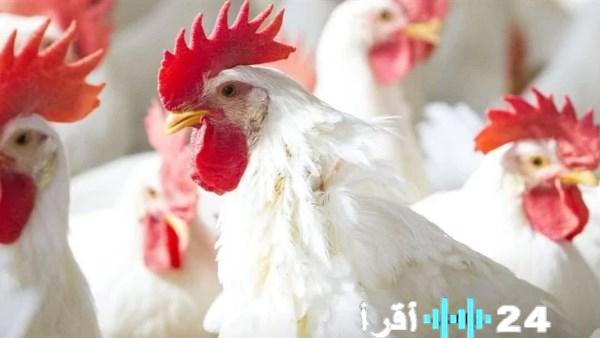 «أسعار الدواجن تتصدر المشهد في أسواق الوادي الجديد»
