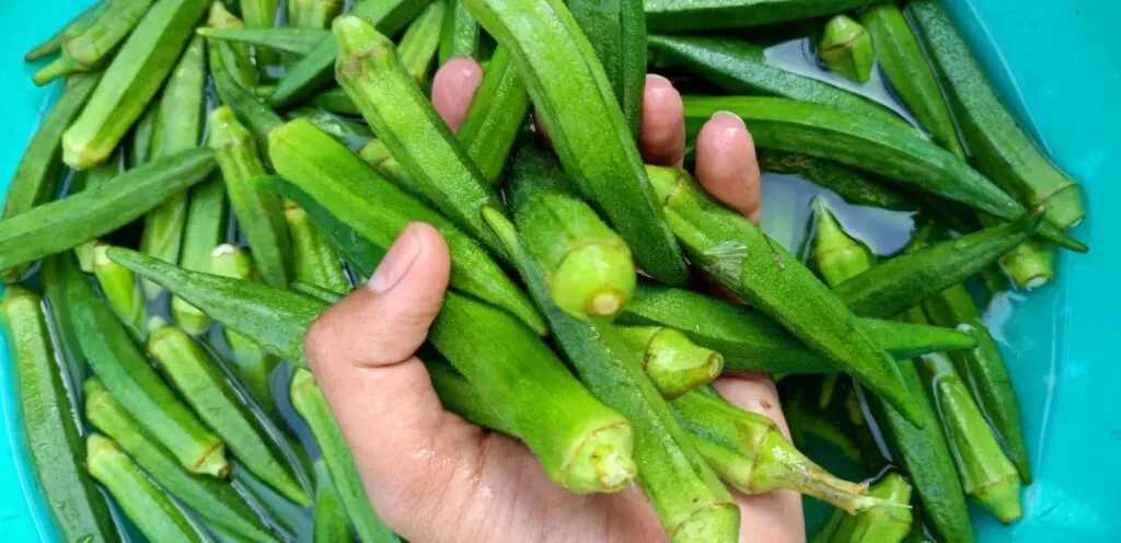 صحة يومك تبدأ هنا لماذا يُنصح بتناول البامية على الإفطار