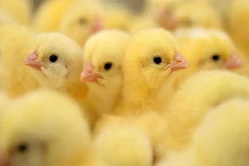 قفزة مفاجئة في أسعار الكتكوت الأبيض اليوم تبشر مربي القطعان بخبر سار