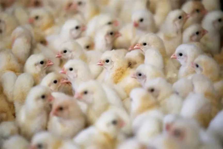 انخفاض مفاجئ في أسعار الكتاكيت حيث يسجل الكتكوت الأبيض تراجعًا بقيمة 5 جنيهات في الشركات