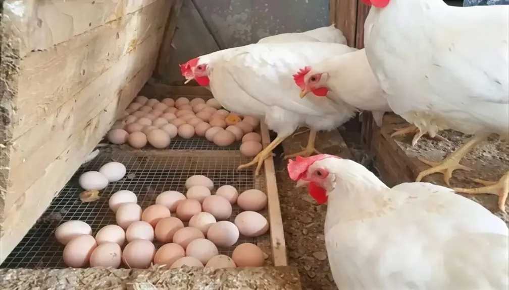 أسعار الدواجن والبيض تشهد ارتفاعات جديدة في الأسواق المصرية اليوم 11 مارس 2026
