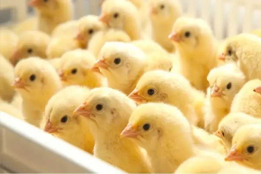 سعر الكتكوت الأبيض في مصر اليوم الخميس 19 مارس 2026 وما تحتاج لمعرفته قبل الشراء