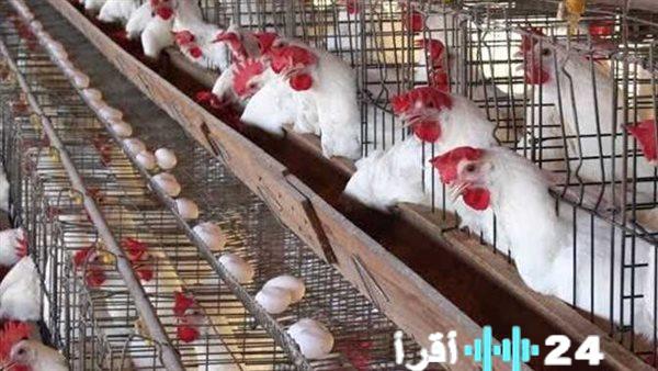 «.نبض السوق» مؤشرات أسعار الدواجن والبيض السبت ترسم خريطة السوق للمستهلك