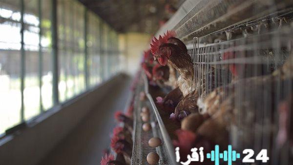 أسعار الدواجن والبيض تتغير اليوم الأربعاء 4 مارس
