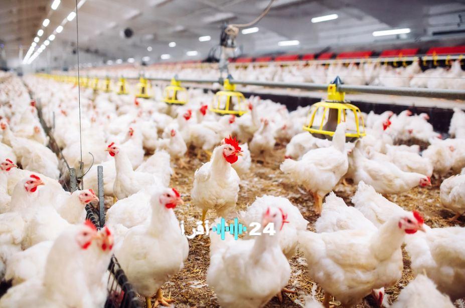 الإسماعيلية الجديدة للتطوير تستعد لتوسيع أنشطتها في مجال تأجير الأراضي ومزارع الدواجن