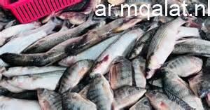 أسعار السمك في القليوبية اليوم الإثنين 2 مارس 2026 بما في ذلك سعر البلطي